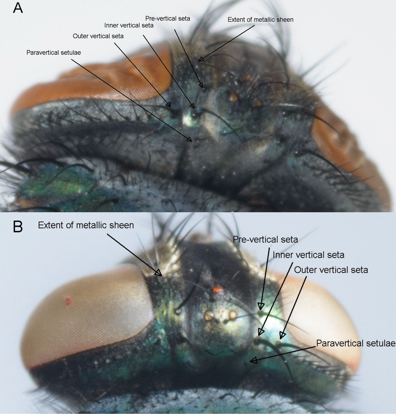 Introduction to Maggot Wound Therapy - visual representation