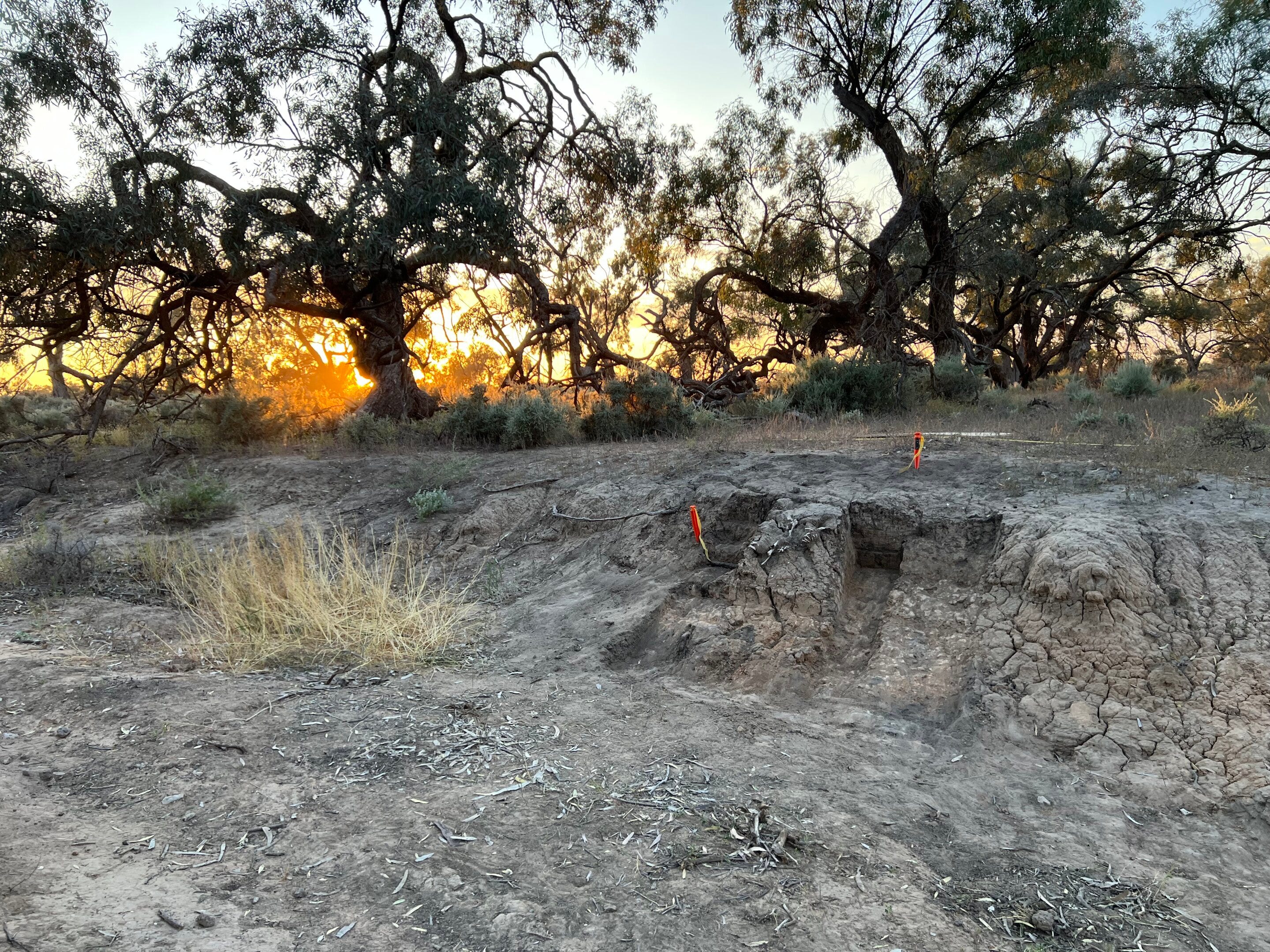 The Discovery of the Dingo Burial - contextual illustration