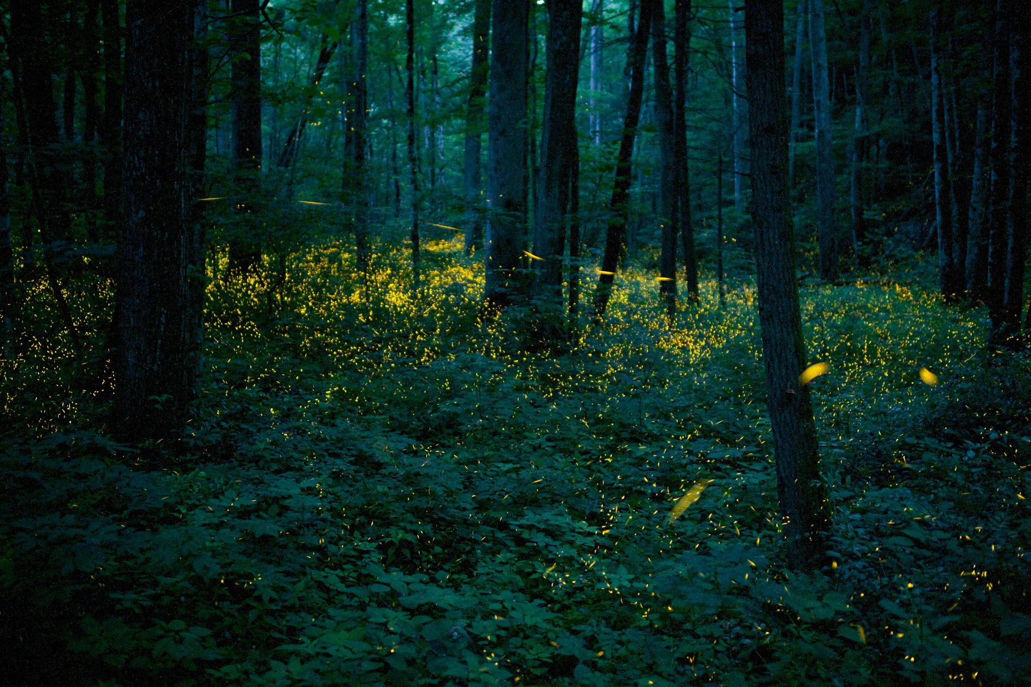 A Brief Introduction to Firefly Synchronization - contextual illustration