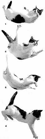 The Physics of Falling: Angular Momentum and the Righting Reflex - contextual illustration