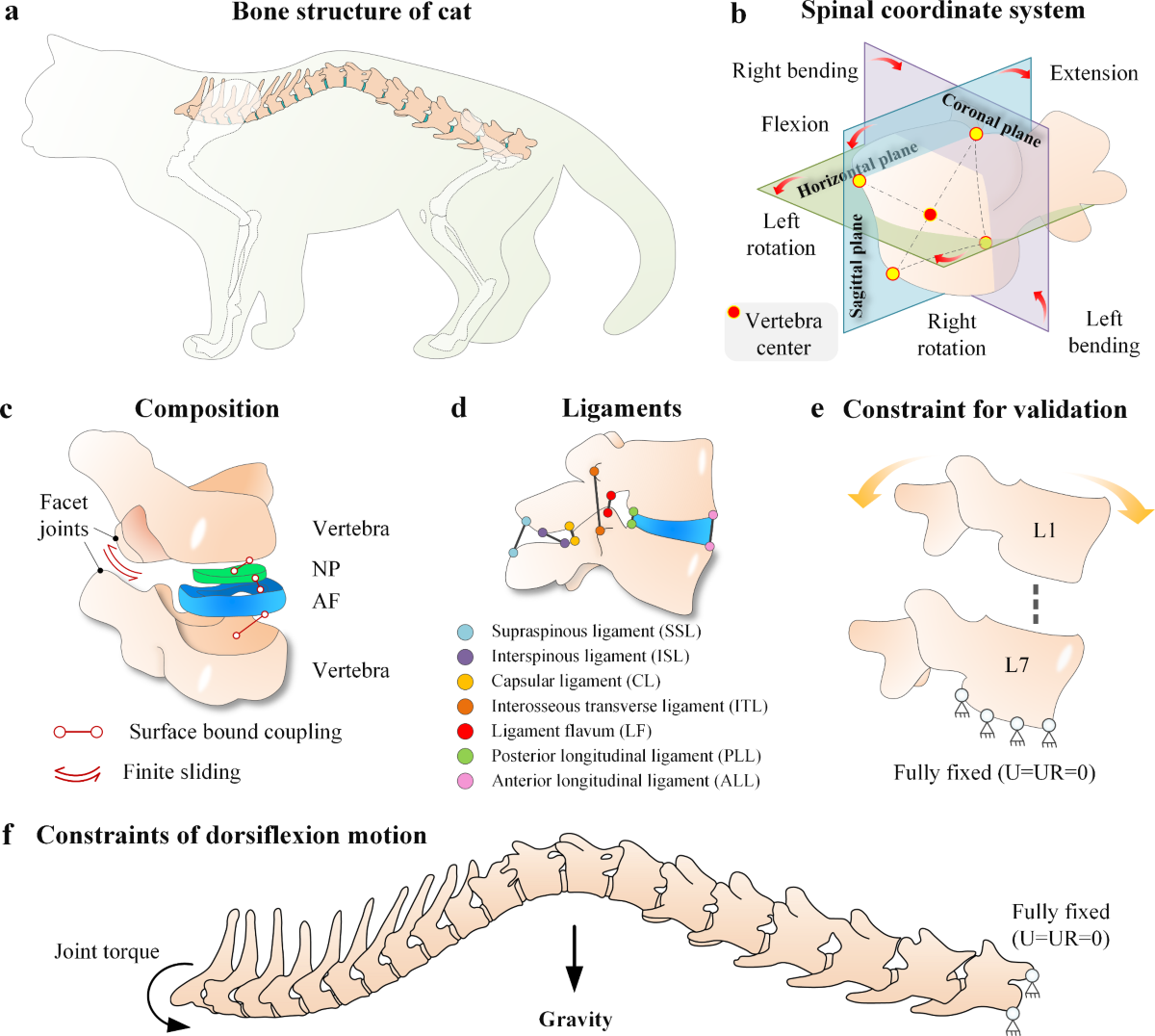 Anatomy of a Falling Cat: Biological Adaptations - contextual illustration