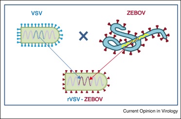 The Severity of the Current Outbreak - visual representation