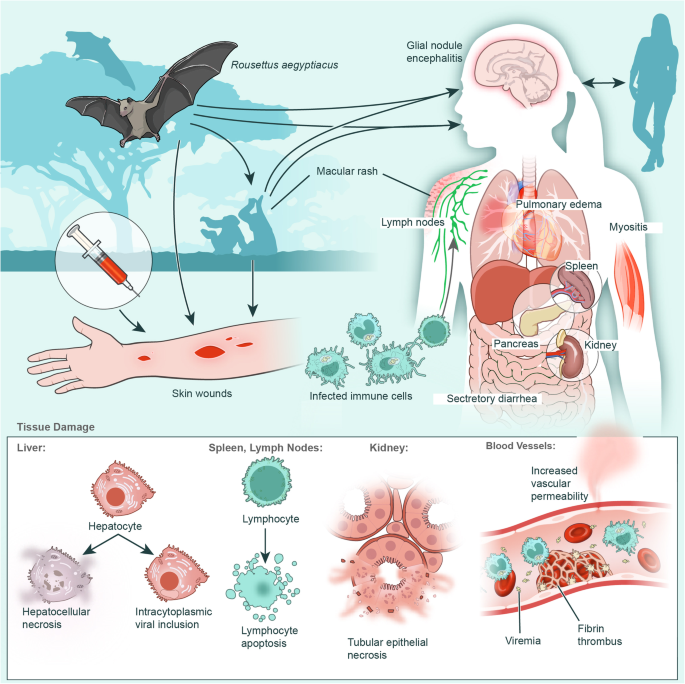 The Marburg Virus: Overview and Pathogenesis - contextual illustration