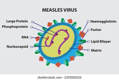 The Science of Measles: Understanding the Virus - visual representation