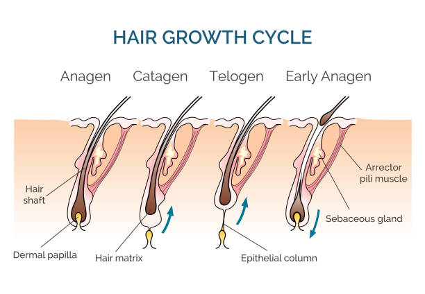 Future Trends in Hair Growth Technologies - visual representation