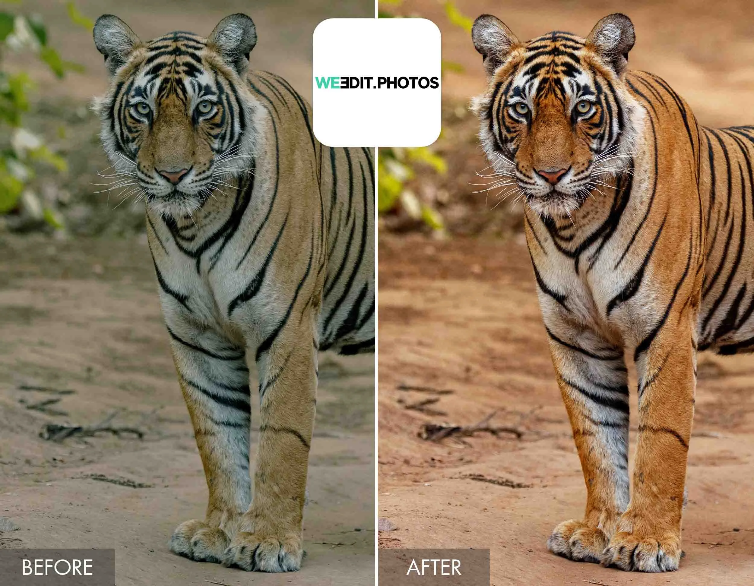 Setting Up Your Camera Trap - visual representation