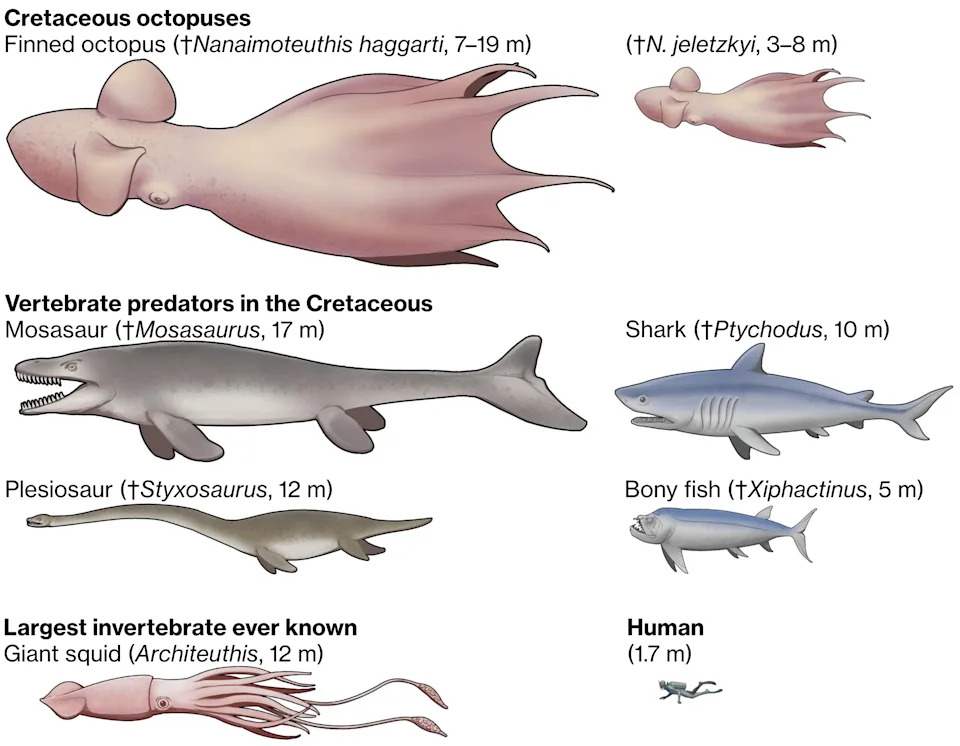 Recommendations for Aspiring Paleontologists - visual representation