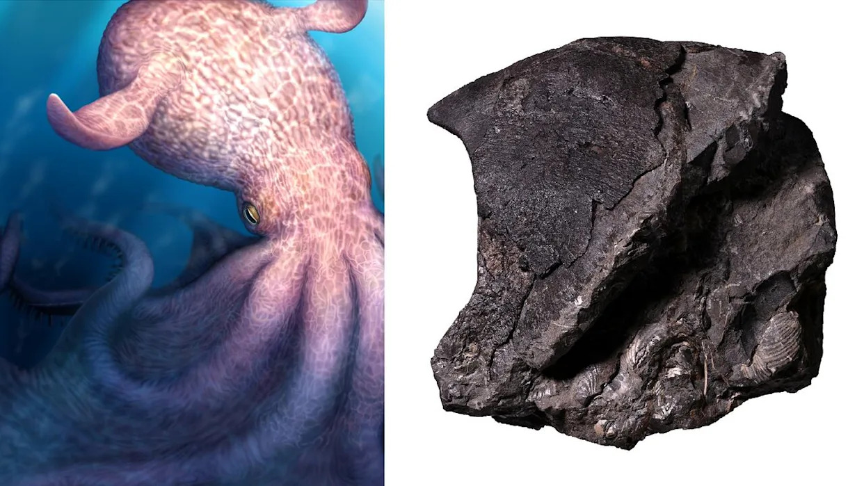The Discovery of the Cretaceous Kraken - visual representation
