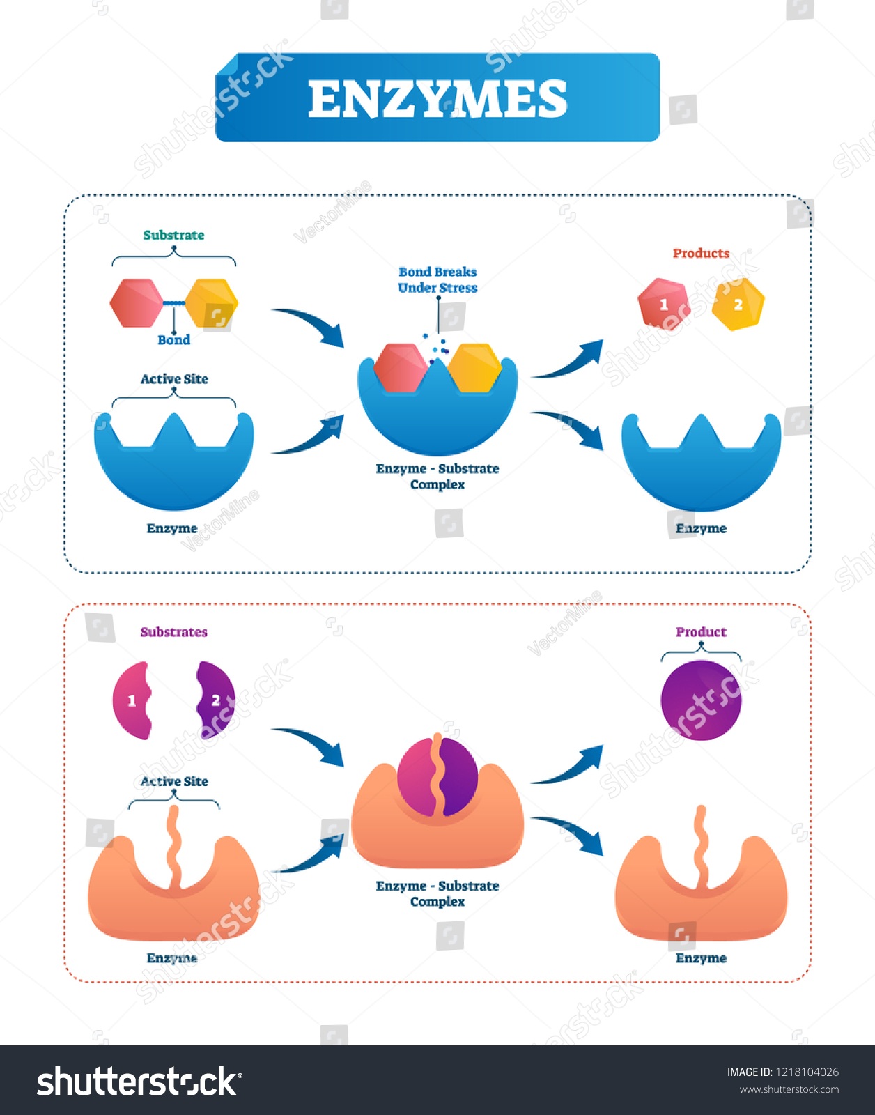 Understanding Enzyme Systems - contextual illustration