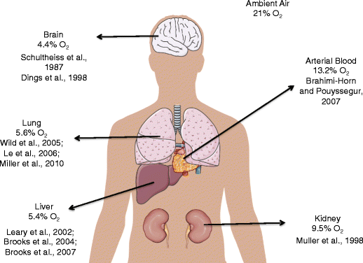 Lab Testing: The Gold Standard for VO2 Max Measurement - visual representation