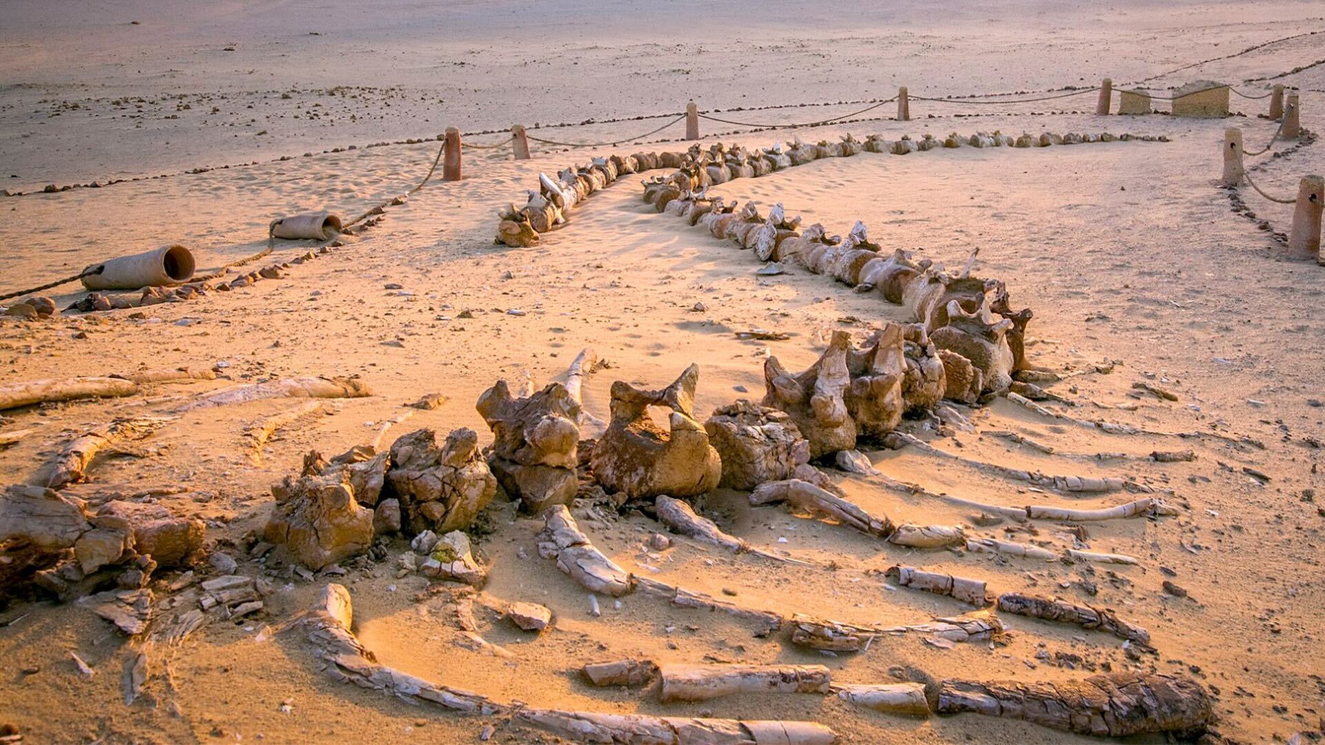 The Limits of Morphological Identification - visual representation