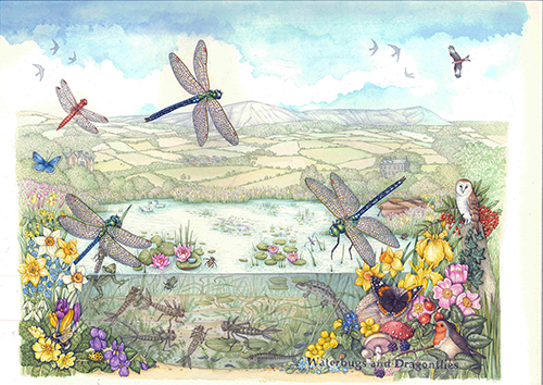 Ecological Niches - contextual illustration