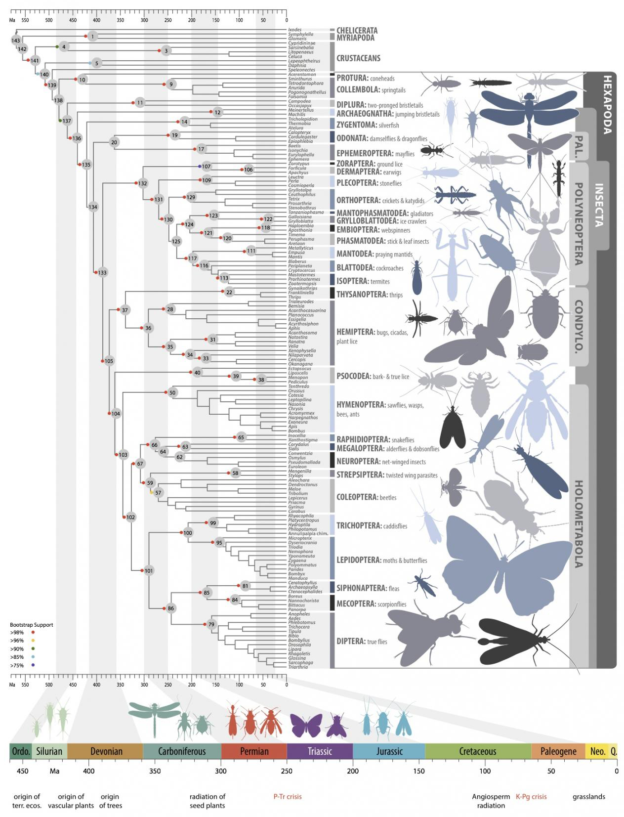 Common Pitfalls in Understanding Insect Evolution - contextual illustration
