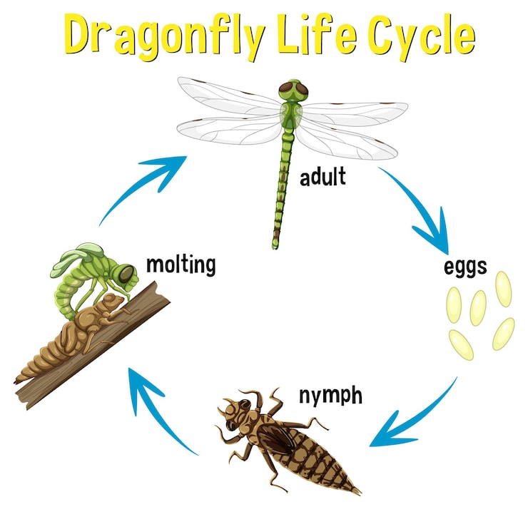 Future Trends in Insect Evolution - contextual illustration