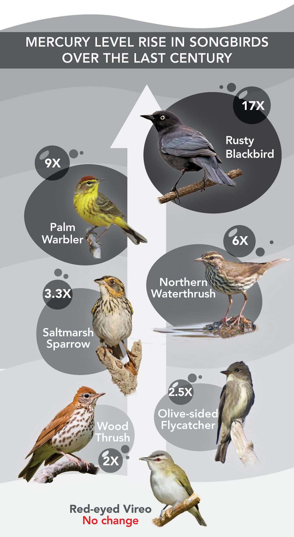 Benefits of Mechanical Birds - contextual illustration