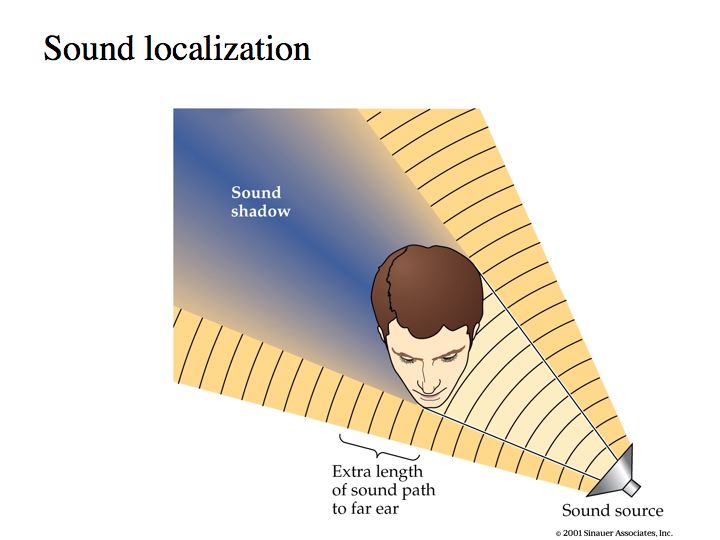 Why Your Brain Expects Sound From Behind You - contextual illustration