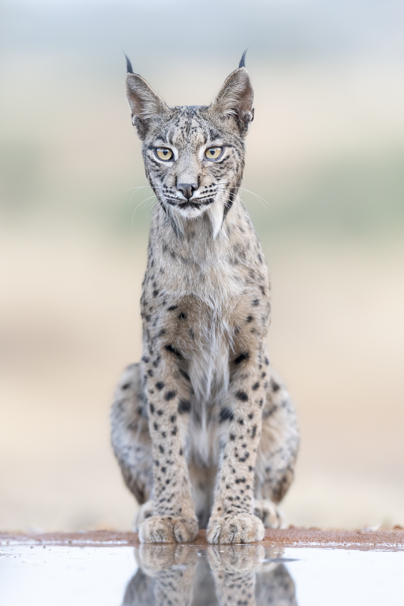 The Intersection of Art, Science, and Conservation - visual representation