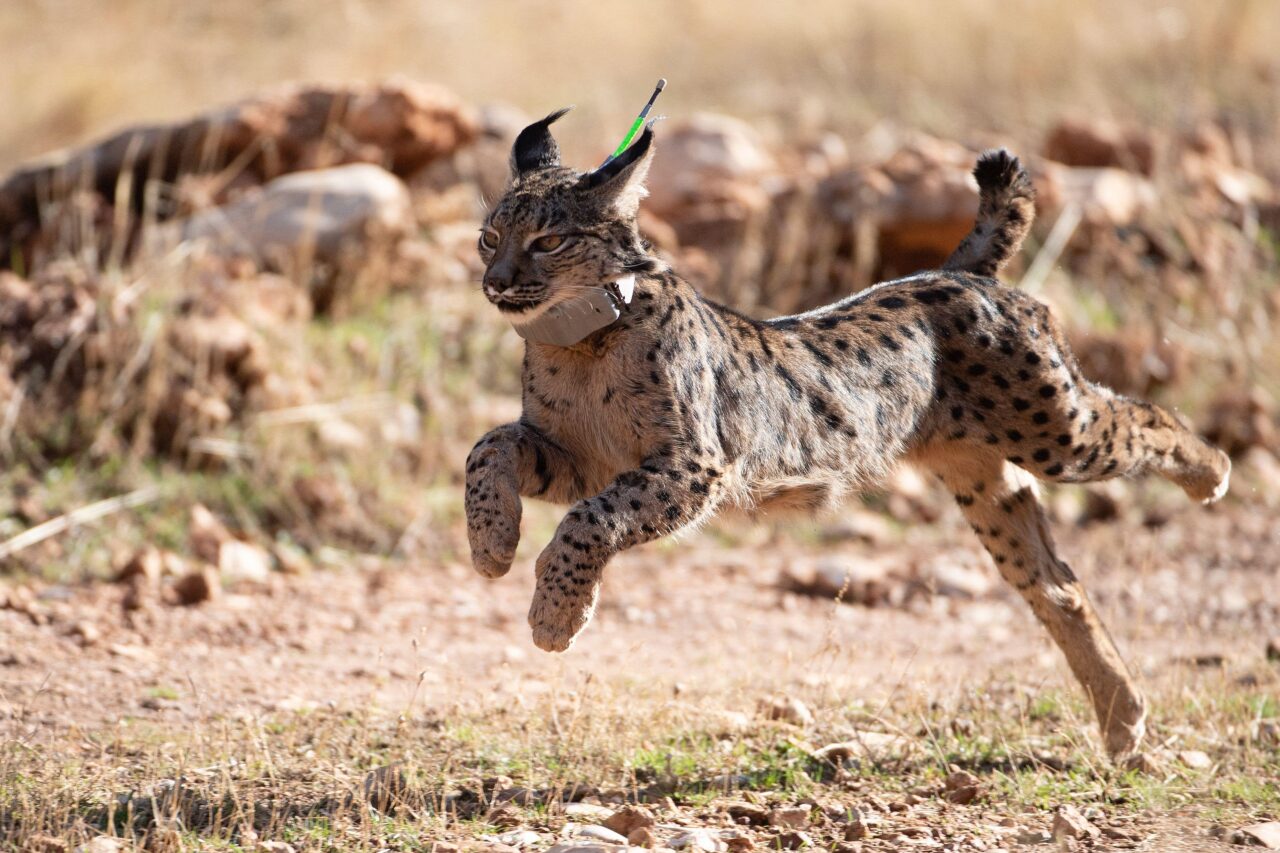 The Iberian Lynx: A Species on the Brink and Back - contextual illustration