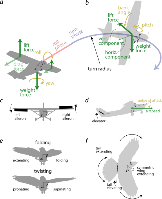 The Rise of Drone Delivery Services - visual representation